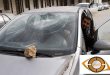 عصابات المستوطنين